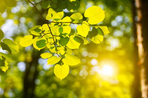 istock New Leaves in Summer 1235167057