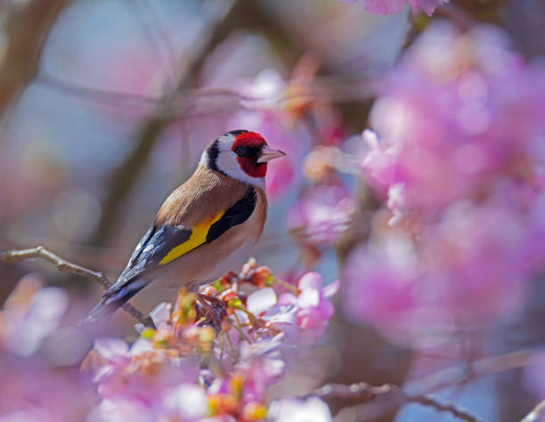 istock European goldfinch sitting on a flowering cherry tree 1235170148