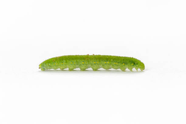 cabbage caterpillar isolated - inchworm imagens e fotografias de stock