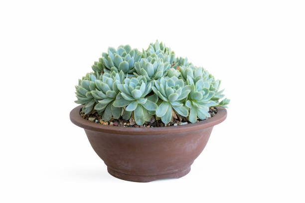 istock potted succulent plant isolated 1235183106
