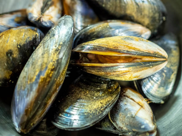 istock Fresh black-lipped mussels, cleaned and washed 1235188273