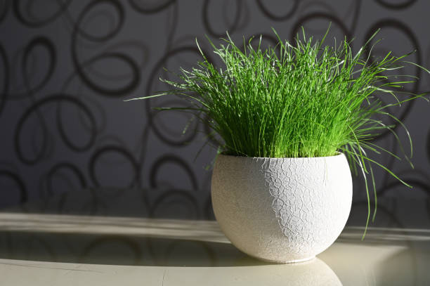 istock Fresh grass in a pot in the sun 1235200227