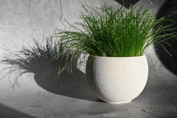 istock Potted grass with shadow. Morning sun and grass 1235204929