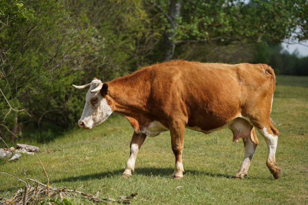 istock A milking cow walks on a meadow bordered by forest. Blue sky with clouds. Europe Hungary 1235207120