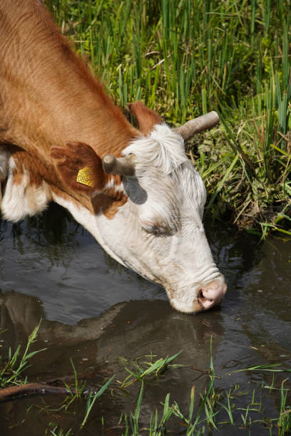istock A thirsty cow drinks water from the river on a rural farm. Keeping cattle outdoors. close up image. Europe Hungary 1235209125