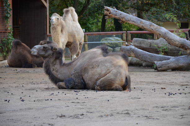 istock Side view of two humped camel standing in corral under sunlight at zoo 1235210154
