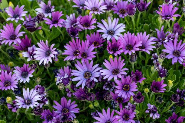 Purple osteospermum ecklonis, Dimorphotheca, African daisy flowers