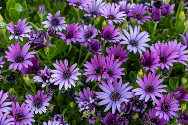 istock Purple osteospermum ecklonis, Dimorphotheca, African daisy flowers 1235212789