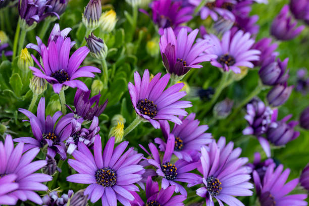 istock Purple osteospermum ecklonis, Dimorphotheca, African daisy flowers 1235212793