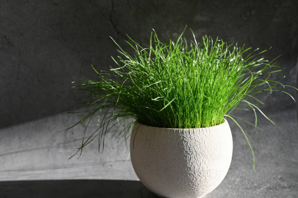 istock Fresh grass in a pot in the sun 1235213336
