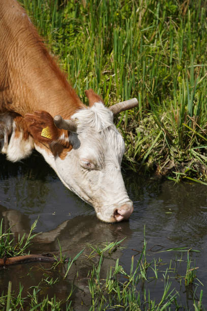 istock A thirsty cow drinks water from the river on a rural farm. Keeping cattle outdoors. close up image. Europe Hungary 1235214909