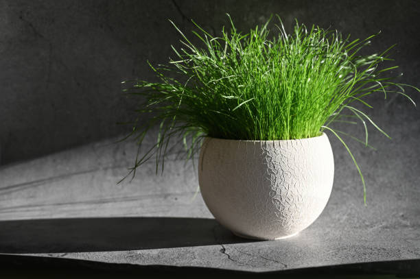 istock Potted grass with shadow. Morning sun and grass 1235222836