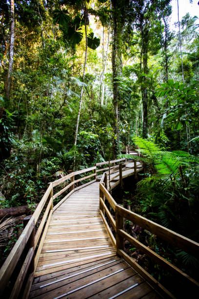 istock The Daintree Jindalba Boardwalk in Australia 1235223374