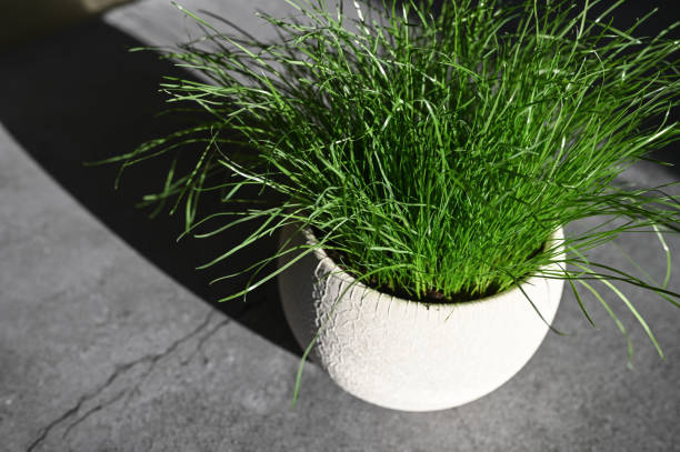 istock Potted grass with shadow. Morning sun and grass 1235230118