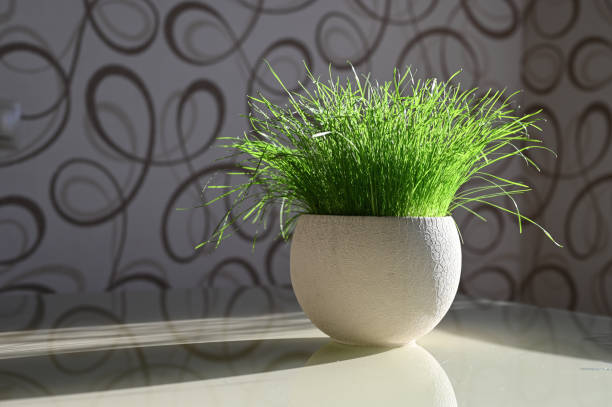 istock Green grass in a pot lit by the sun 1235234308