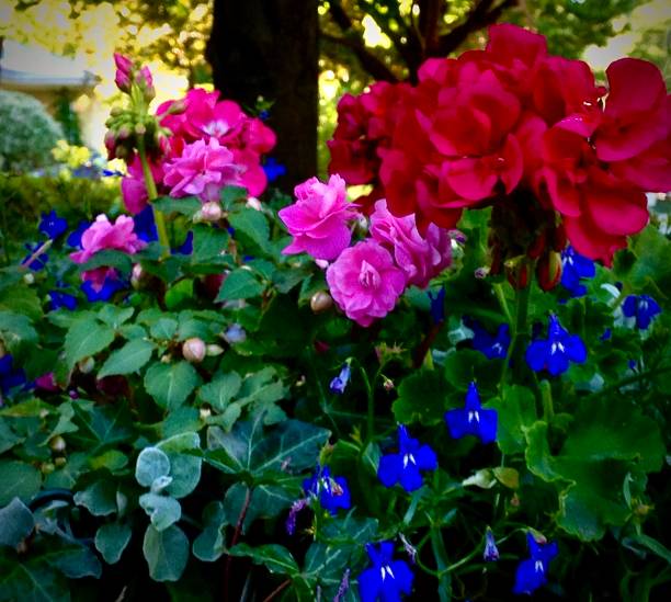 istock Cultivated Flowers in the Park 1235248901
