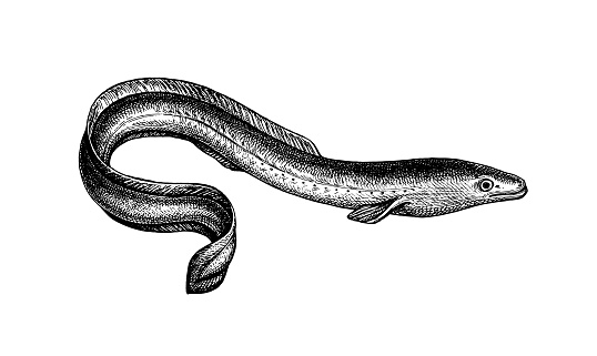 Japanese eel. Ink sketch of fish isolated on white background. Hand drawn vector illustration. Retro style.