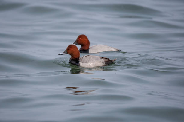 istock Common Pochard (Aythya ferina) bird in the natural habitat. 1235259957
