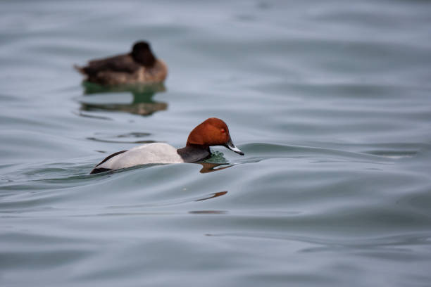 istock Common Pochard (Aythya ferina) bird in the natural habitat. 1235261332