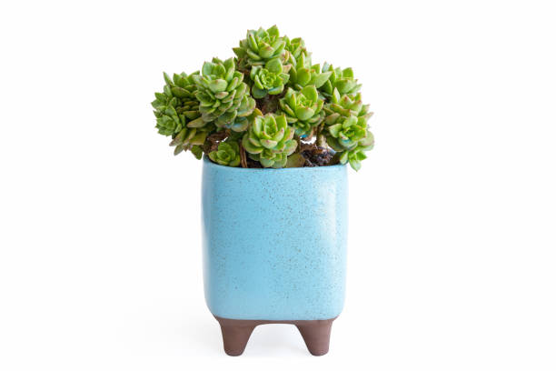 istock small potted succulent plant isolated 1235267278