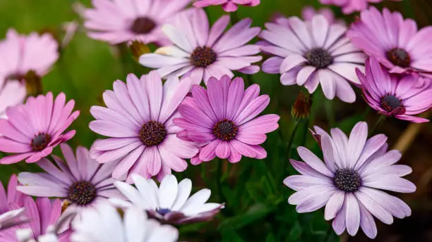 Purple African daisy Osteospermum flower plants in summer cottage garden.