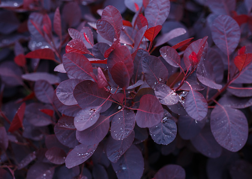 Cotinus Coggygria Royal Purple, smoke bush with Raindrops in summer garden.