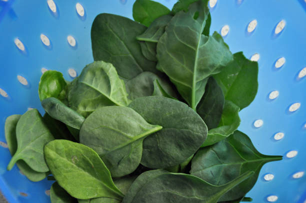 istock Fresh green spinach leaves in a blue colander. 1235273563
