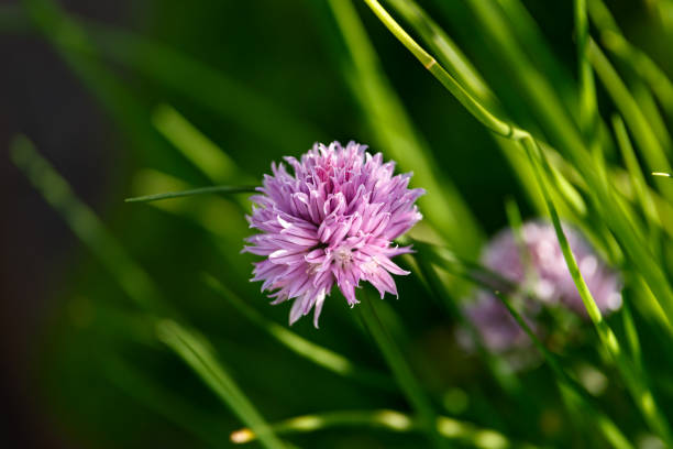 Chive Purple flower Allium schoenoprasum in summer garden Chive Purple flower Allium schoenoprasum in summer garden. chives allium schoenoprasum purple flowers and leaves stock pictures, royalty-free photos & images