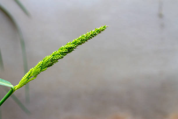 Barnyard grass or Cockspur or Echinochloa crus-galli