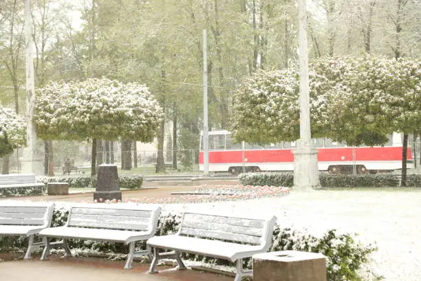 DAUGAVPILS, LATVIA - MAY 12, 2020: Snowy day in May in Daugavpils (Latvia)