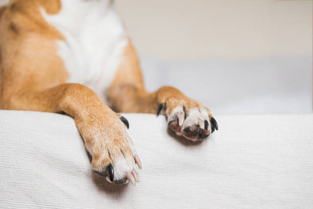 Pets at home, alowing dogs on the couch