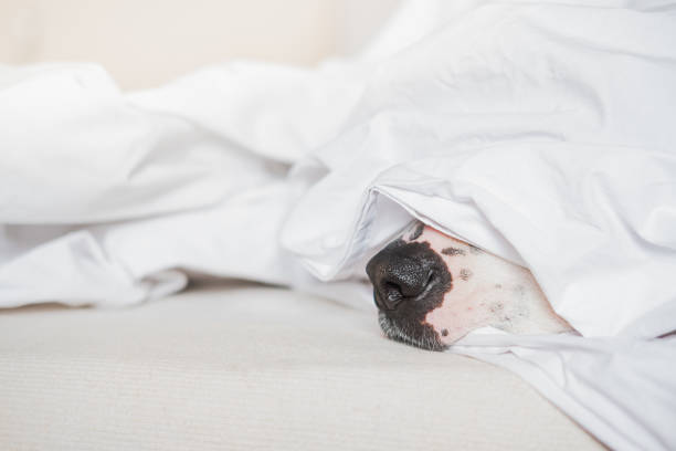 istock Dog nose in white bed. 1235301009