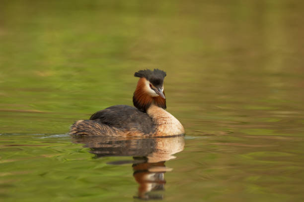 istock Beautiful water bird with reflection on pond or river background 1235301164