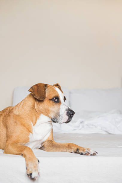 istock Staffordshire terrier on a white clean bed. 1235301171