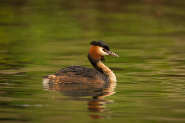 istock Beautiful water bird with reflection on pond or river background 1235301174