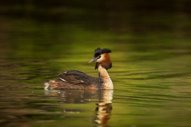 istock Beautiful water bird with reflection on pond or river background 1235301178
