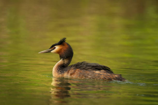 istock Beautiful water bird with reflection on pond or river background 1235301712