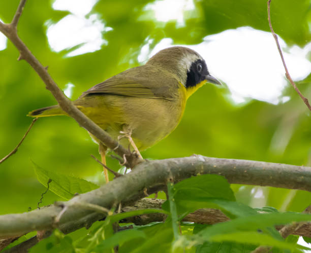 istock Common yellowthroat on tree branch 1235312350