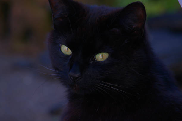istock Portrait image of a black domestic cat. 1235312866