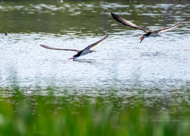 istock Black skimmer flying over water 1235313908