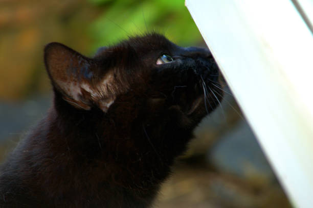istock Portrait image of a black domestic cat. 1235314452