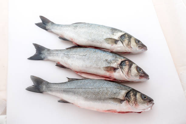 istock Sea bass with white background 1235327554