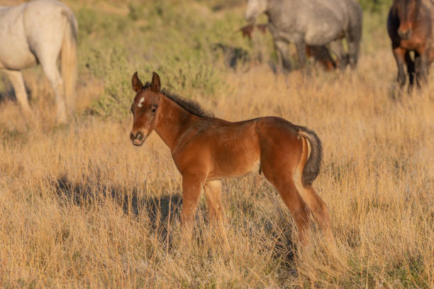 istock Cute Wild Horse Foal in Spring 1235335987