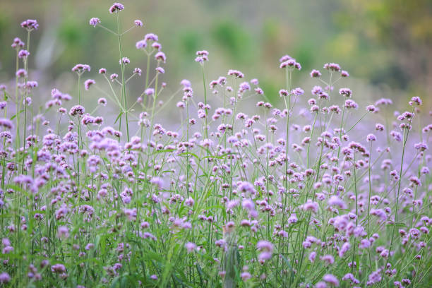 istock Puple flower natural color background 1235338581