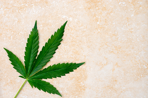 Leaves of cannabis on an abstract beige background.