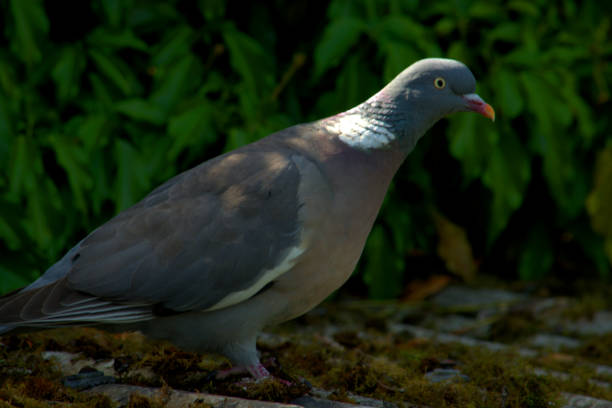 istock Wood pigeon feeding on a flat roof. 1235352751