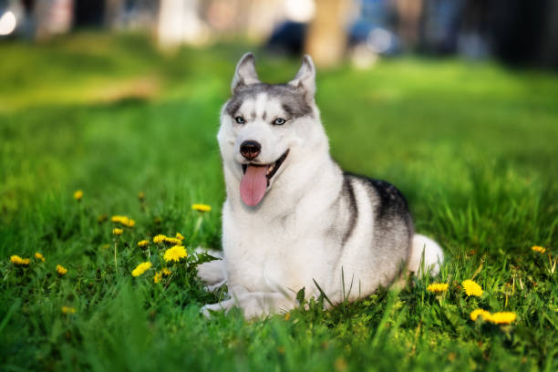 istock A Siberian husky is lying down at grass at the city park and looking forward. 1235361035