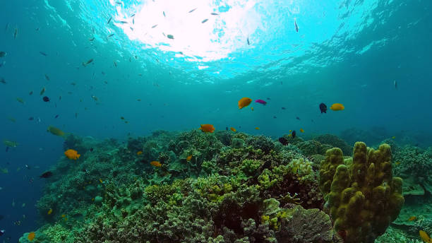 istock Coral reef with fish underwater. Bohol, Philippines 1235363122