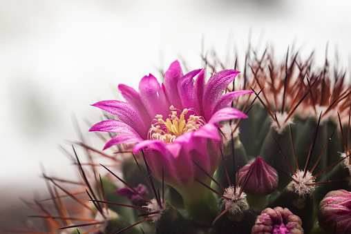 Macro of a blooming cactus. A beautiful little purple flower among sharp thorns.