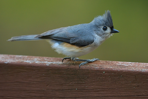Tufted titmouse on deck railing of Connecticut house after hitting window. This bird recovered but many don't.